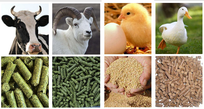 linha de produção da alimentação animal
